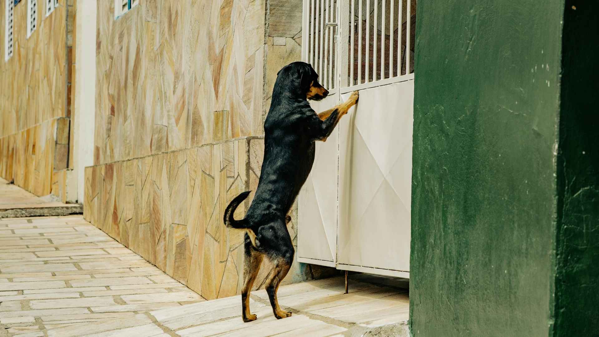 perro abandonado